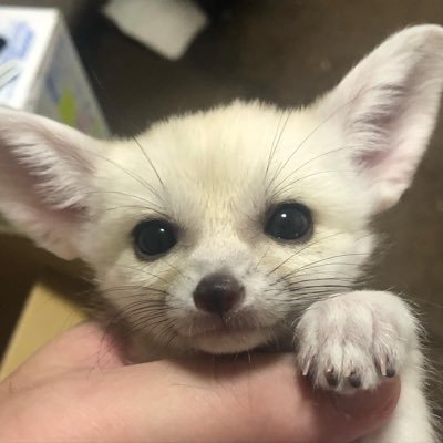 ハールさんのプロフィール画像