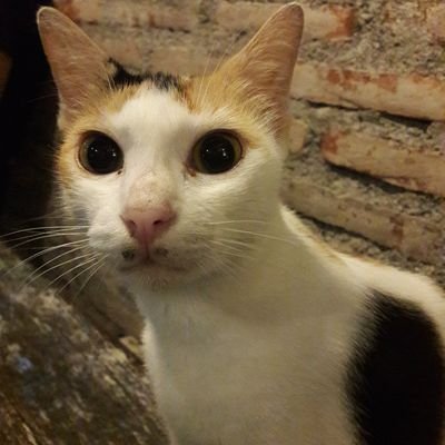 andragenta_'s profile picture. Gusti mboten share it ~