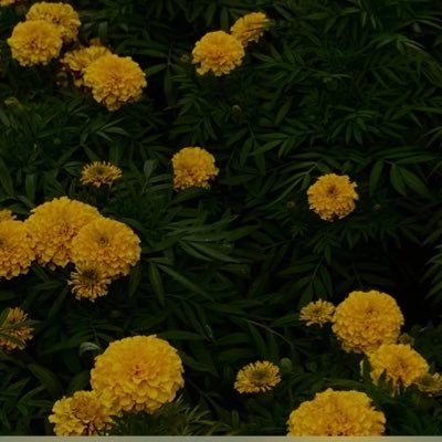 iiicezqq's profile picture. สวัสดี