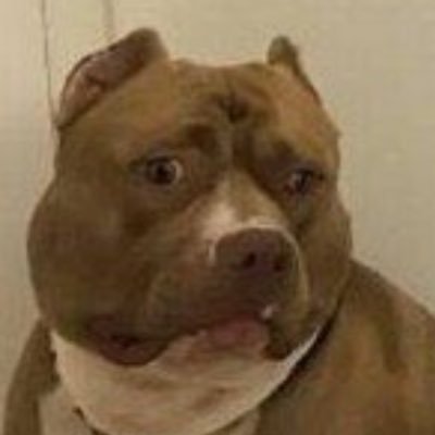 porps_rondon's profile picture. 