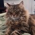 Winston (@lil_man_winston) Twitter profile photo Winston (@lil_man_winston) Twitter profile photo