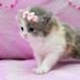 ๐๐๐๐ฒ๐จ๐ซ ๐๐ก๐ฎ๐ฆ๐๐๐ฒ๐ (@chumbbykitty666) Twitter profile photo ๐๐๐๐ฒ๐จ๐ซ ๐๐ก๐ฎ๐ฆ๐๐๐ฒ๐ (@chumbbykitty666) Twitter profile photo