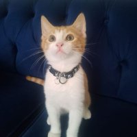 Şehrazat (@bakay_seher) 's Twitter Profile
