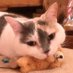 金いろ@招きねこ (@goldneko_369) Twitter profile photo 金いろ@招きねこ (@goldneko_369) Twitter profile photo