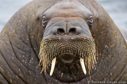 WoozyWalrus's profile picture. Just a fun loving and lazy Walrus. Nothing fishy whatsoever. #HighFlipper