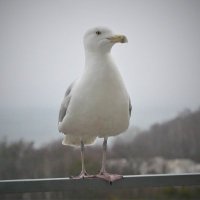 Baronowa Foch (@baronowaf) 's Twitter Profile