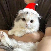 cat lover (@lilyrosecowrie) 's Twitter Profile
