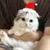 cat lover (@lilyrosecowrie) Twitter profile photo cat lover (@lilyrosecowrie) Twitter profile photo