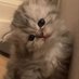 cat cat (@johnhudson61735) Twitter profile photo cat cat (@johnhudson61735) Twitter profile photo