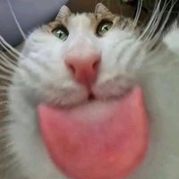 maru ඞ hiatus (@maruneia_art) 's Twitter Profile Photo maru ඞ hiatus (@maruneia_art) 's Twitter Profile Photo