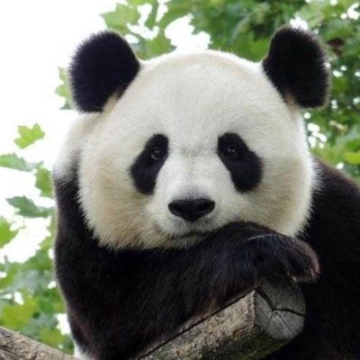 alice92321088's profile picture. #Bitcoin 
#NFT Holder#