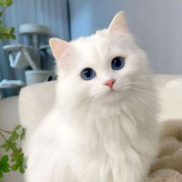 koky cat (@leoncarr210418) Twitter profile photo