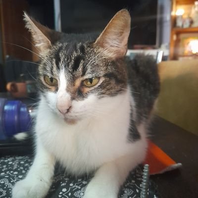 akameilove's profile picture. 🇦🇷