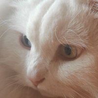 konirlee (@konirlee) 's Twitter Profile