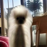 Chip (@chipbuckvril) 's Twitter Profile
