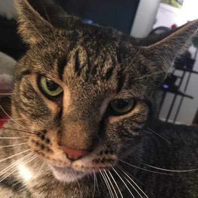 LindaBarlow's profile picture. 