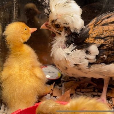 AnneKristinAnne's profile picture. Homesteader- farming dirt & dreams, here for the love of experiencing new voices and ideas