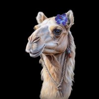 رُوَاء (@s12_ip) 's Twitter Profile