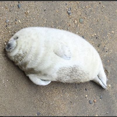 しーばーどさんのプロフィール画像