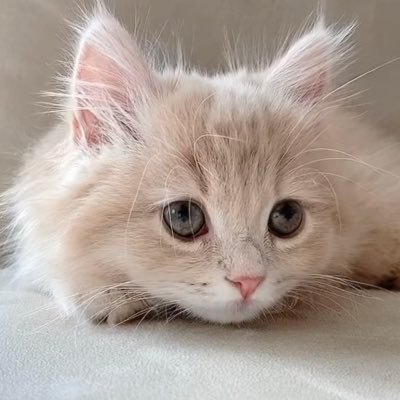 TradingCo26's profile picture. 旧帝理院/商社 #猫になりたい 🌸🌸🌸