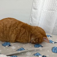 Allison (@allison79338009) 's Twitter Profile