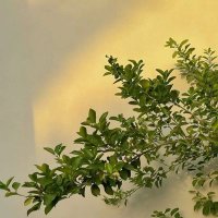 سَــلا (@sala54662912) 's Twitter Profile