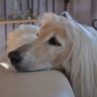 Игор Перковски (@igorperkovski) 's Twitter Profile Photo