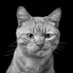 Overly.Honest.Editor. (@edit0r_at_large) Twitter profile photo Overly.Honest.Editor. (@edit0r_at_large) Twitter profile photo