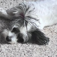 Sentry (@kingofsecurity) 's Twitter Profile
