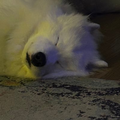 OtterChaos4042's profile picture. 