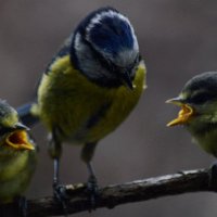 karen b @katieb1110 (@katieb1110) 's Twitter Profile