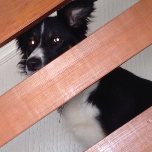 pulsfoj's profile picture. no political affiliation, jus try to use common sense.