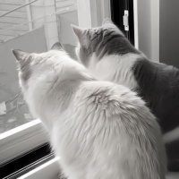 CIMOCIMO (@mogucimo) 's Twitter Profile