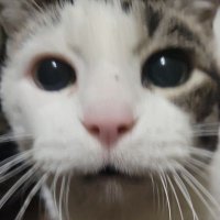 Minty Freshhh❄️ (@animints_art) 's Twitter Profile Photo