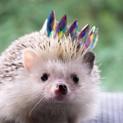 pilolololo___'s profile picture. UIUX designer｜Learning. UIUX,HCD