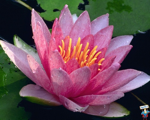 Maddyuno's profile picture. Namastè!