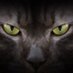 alaskacatcrypto (@solbtcethcat) Twitter profile photo alaskacatcrypto (@solbtcethcat) Twitter profile photo