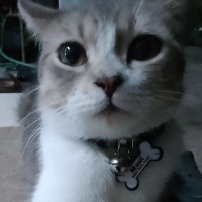 Ling_suro's profile picture. 𝐏𝐄𝐌𝐄𝐑𝐇𝐀𝐓𝐈 𝐄𝐊𝐎𝐍𝐎𝐌𝐈 𝐒𝐎𝐒𝐈𝐀𝐋 𝐃𝐀𝐍 𝐏𝐎𝐋𝐈𝐓𝐈𝐊