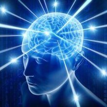 polybrain pfp
