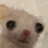 🧸둘기 (@dulgi_17_mm) 's Twitter Profile Photo