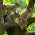 Six Squirrels (@billc74866669) Twitter profile photo Six Squirrels (@billc74866669) Twitter profile photo