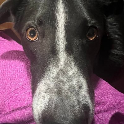 rociolleren's profile picture. Self-examination/self-responsibility, Ph.D, avid reader and writer. LOVE the gym, Christ alone! Conservative.