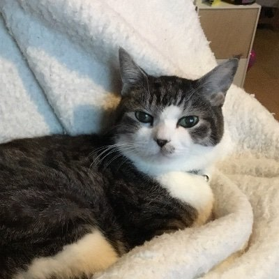 besty_nya's profile picture. BE:FIRST大好きです！MANATO🐧寄りですがみんな好き💕SMSらぶ🎵  スポ＆YT強火🔥  ２棟目( @besty_nya2 ) 
シャドウバン  https://t.co/tgkZB0M4We