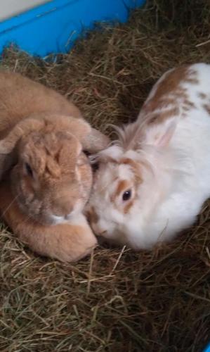 Maxiandsunnybun's profile picture. We is Sunny and Flo, house bunnies from Coventry. We r newly bonded after losing my lovely bro Maxi. We love greens, parsley and coriander! RIP Maxi x