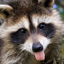 Tierna por fuera y negra por dentro 🦝