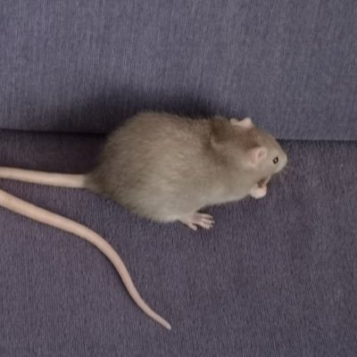 zq73939133's profile picture. 