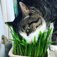 雲丘👑🐃@3/27東京ガーデンシアター参加 (@unkyu_2049_gnu) Twitter profile photo