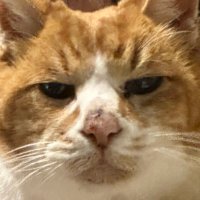 二瓶 (@nanashi_nihei) 's Twitter Profile