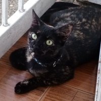 Cindy Peña (@cindypena14968) 's Twitter Profile Photo