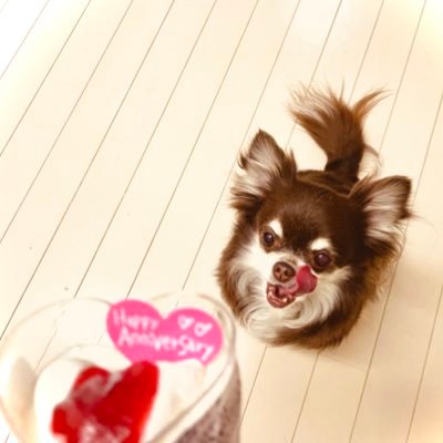 Latte_54it's profile picture. 愛犬🐕「ラテ」溺愛💖→愛玩動物看護師🏥💉第一回愛玩動物看護師国家試験💮 動物🐕🐈とは仲良くなれます。超人見知り。自己肯定感激低。永遠の推し✨👑福山雅治👑✨ただの独り言用。